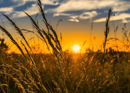 best plants for otago banner