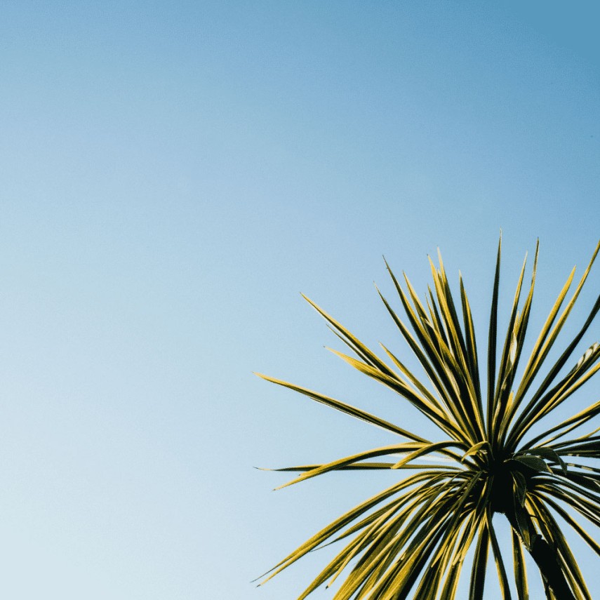 cabbage tree