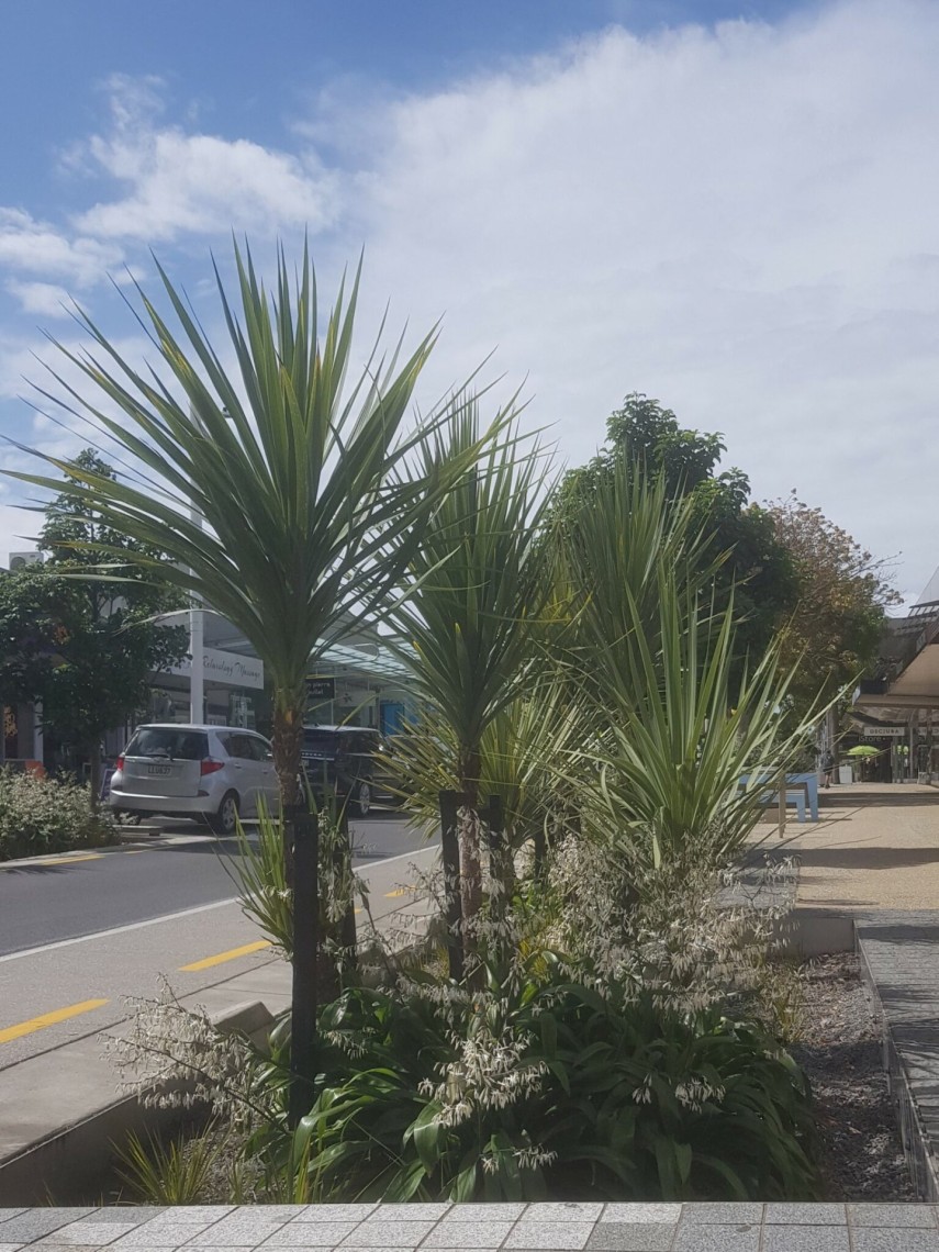 Hurstmere Rd Raingarden