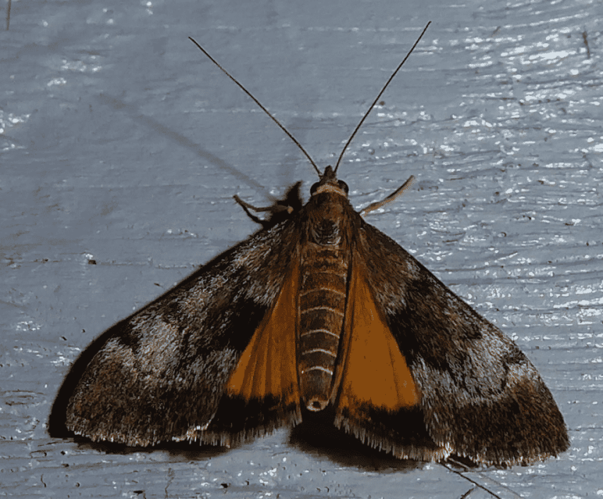 Kowhai moth Aalbert Rebergen CCBYNC ScaleWidthWzEwMjRd.jpg