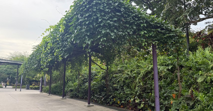 Reset in the Pacific Singapore native architecture