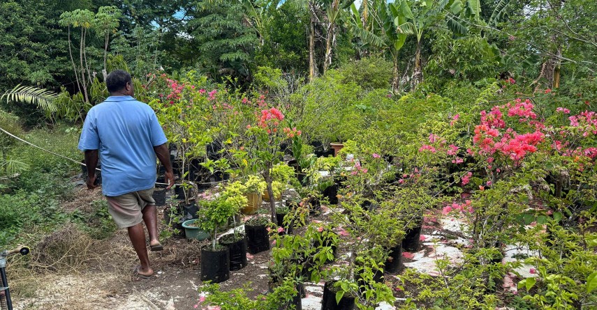 Reset in the Pacific Vanuatu plants