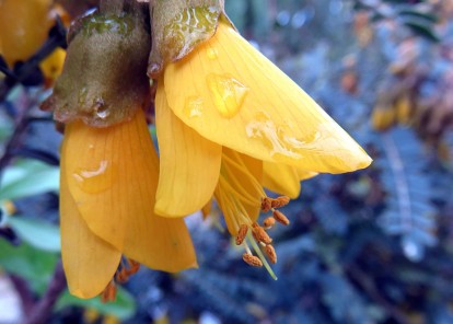 nature 702746 scaled